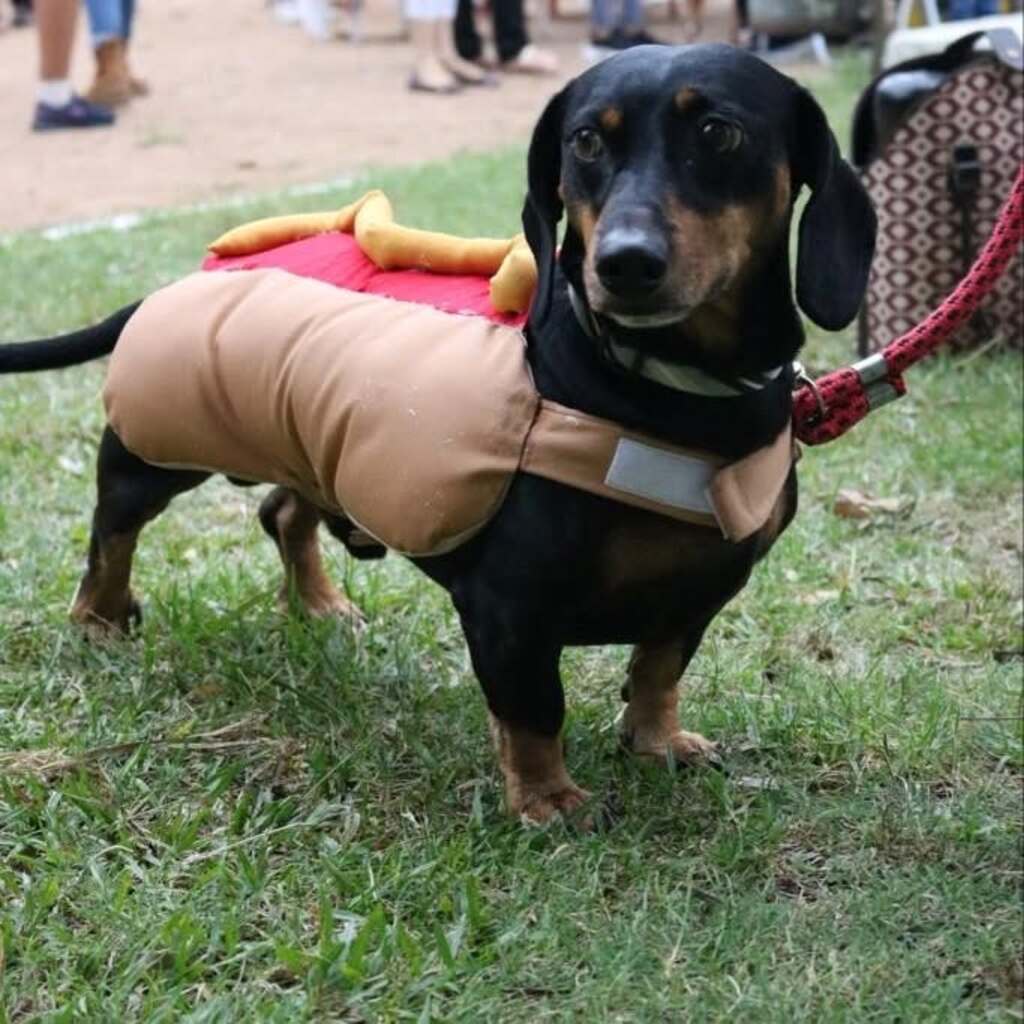 Carnaval Animal reúne pets e tutores em evento solidário