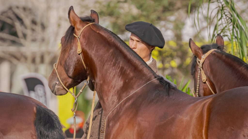 Morfologia do Cavalo Crioulo abre a temporada de finais