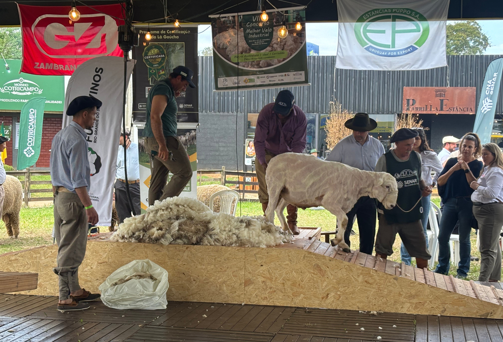 Concurso de lã movimenta julgamentos de ovinos
